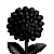 Dahlia